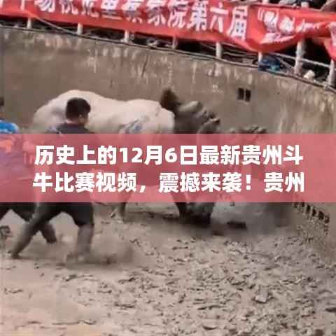 震撼再现!贵州斗牛大赛热血对决回顾,最新比赛视频揭晓!