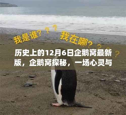 历史上的12月6日企鹅窝最新版,企鹅窝探秘,一场心灵与自然共舞的奇妙旅程