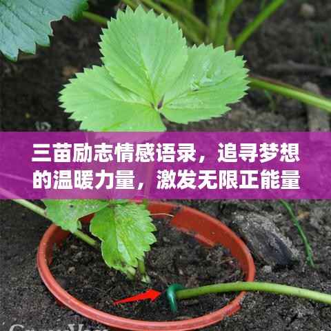 三苗励志情感语录,追寻梦想的温暖力量,激发无限正能量!