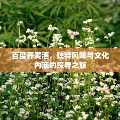 百度荞麦酒,独特风味与文化内涵的探寻之旅